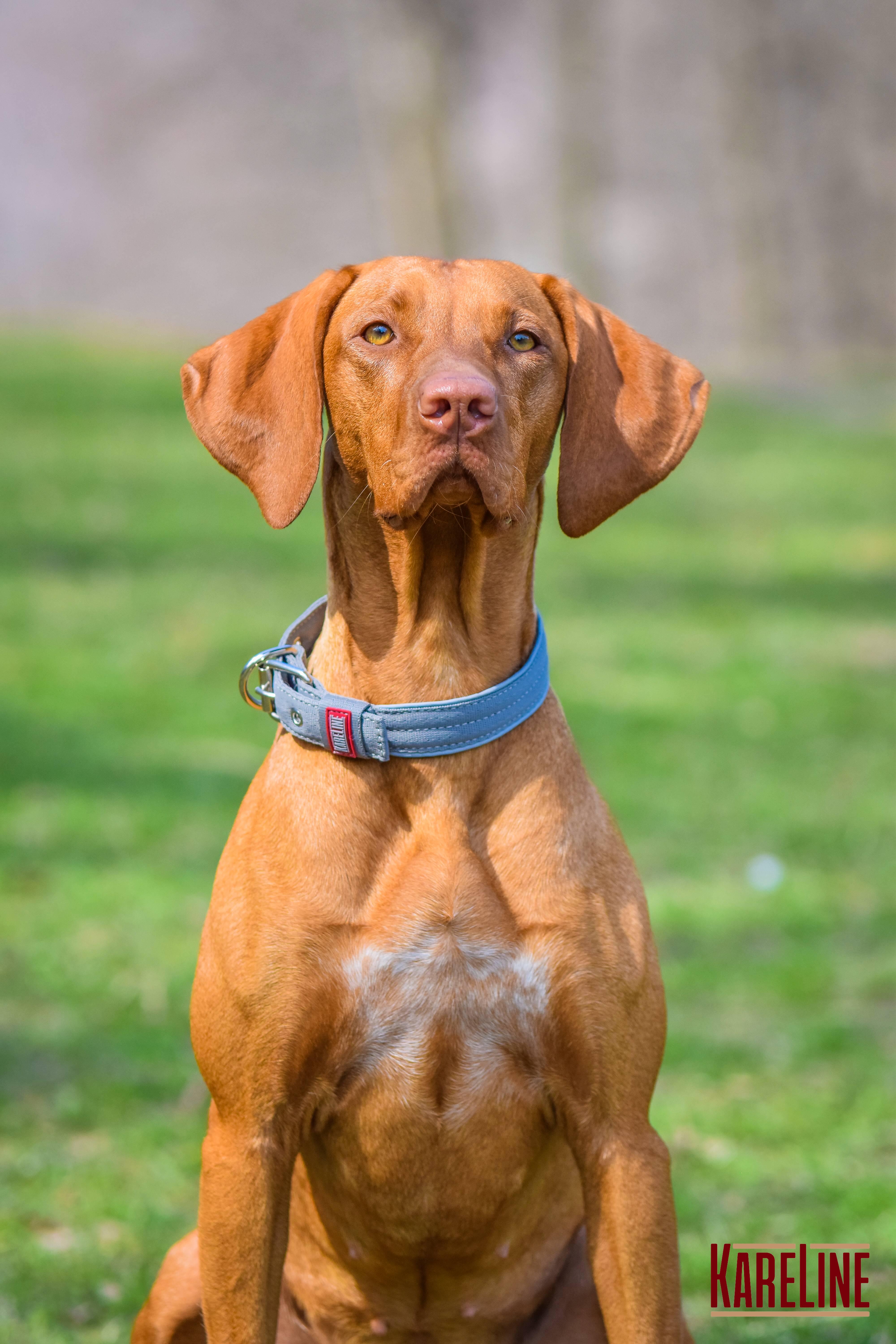 Ошейник KareLine усиленный нейлоновый со светоотражающим кантом 48 мм 550-640 мм Серый (0957/10) - фото 3 Ошейник KareLine усиленный нейлоновый со светоотражающим кантом 48 мм 550-640 мм Серый (0957/10) - фото 3