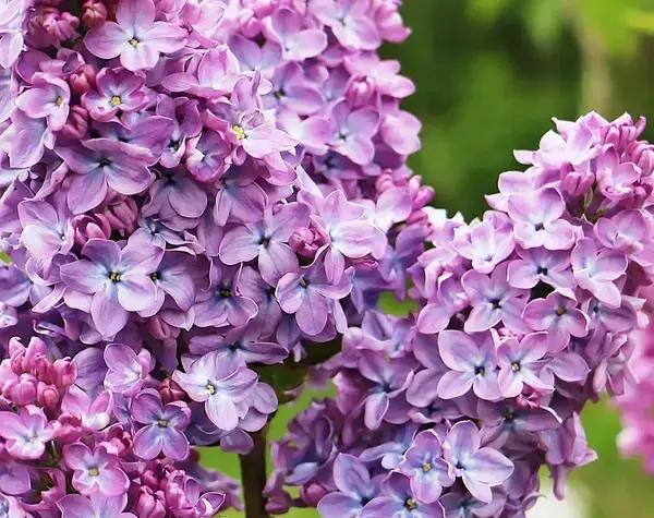 Саджанці бузок Маршал Бірюзов щеплені дворічні