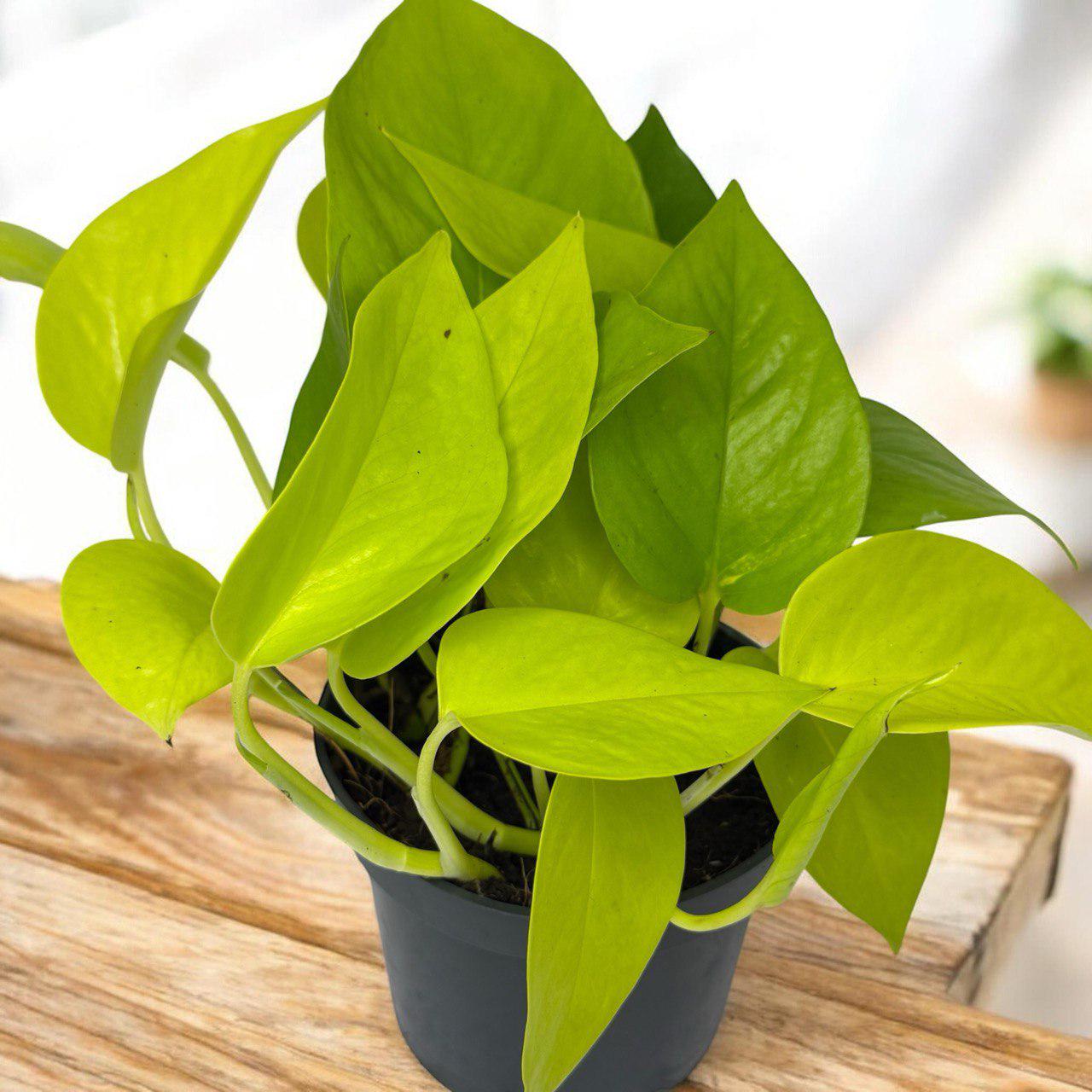 Епіпремнум золотистий Голден Потос Epipremnum Golden Pothos (38299624)