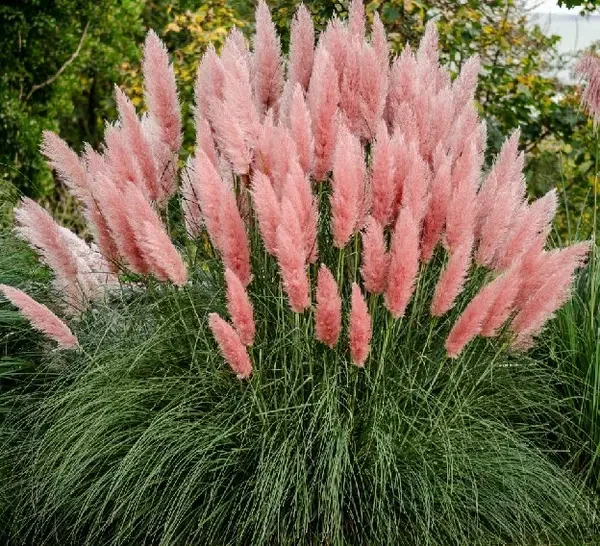 Саджанець Кортадерії Розеа горщик 1 л (2663298521)