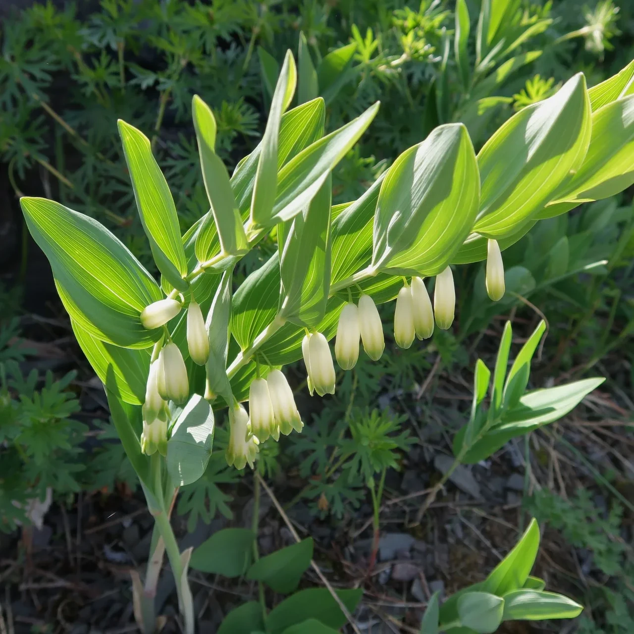 Насіння Купена запашна Polygonatum odoratum 10 шт./уп.