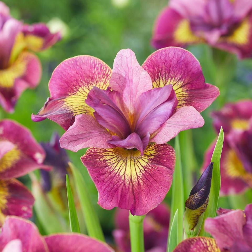 Ирис сибирский Ruby Gold 3 шт. (38298519)
