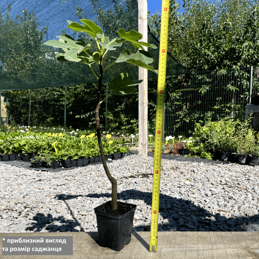 Саженец инжира Dalmatian ремонтантный самоплодный (1042099454) - фото 2 Саженец инжира Dalmatian ремонтантный самоплодный (1042099454) - фото 2