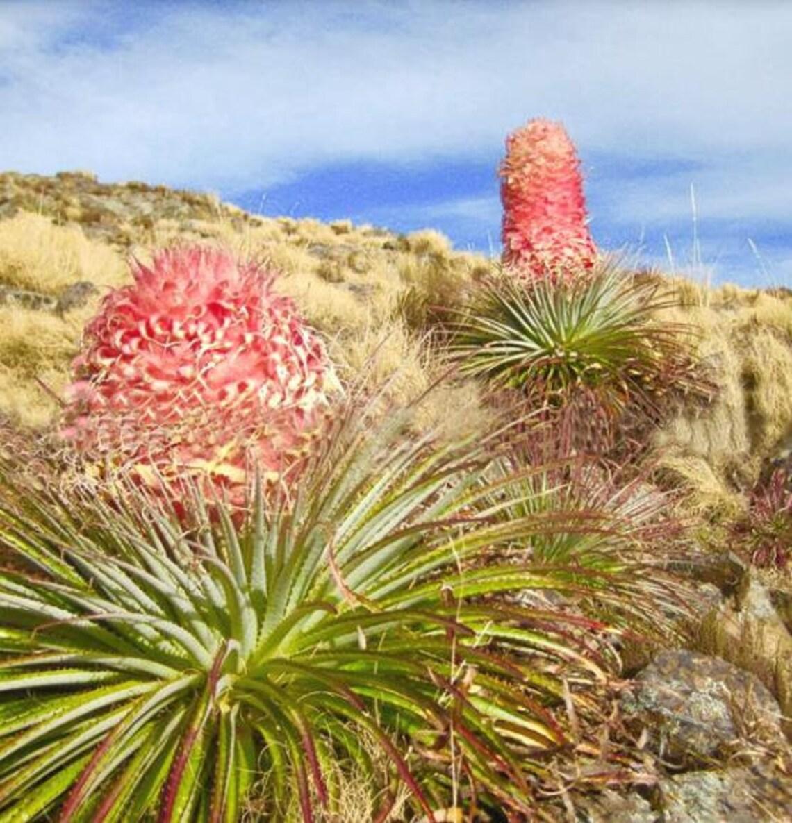 Насіння Puya weberiana 5 шт. Рожевий (2178653374) - фото 2