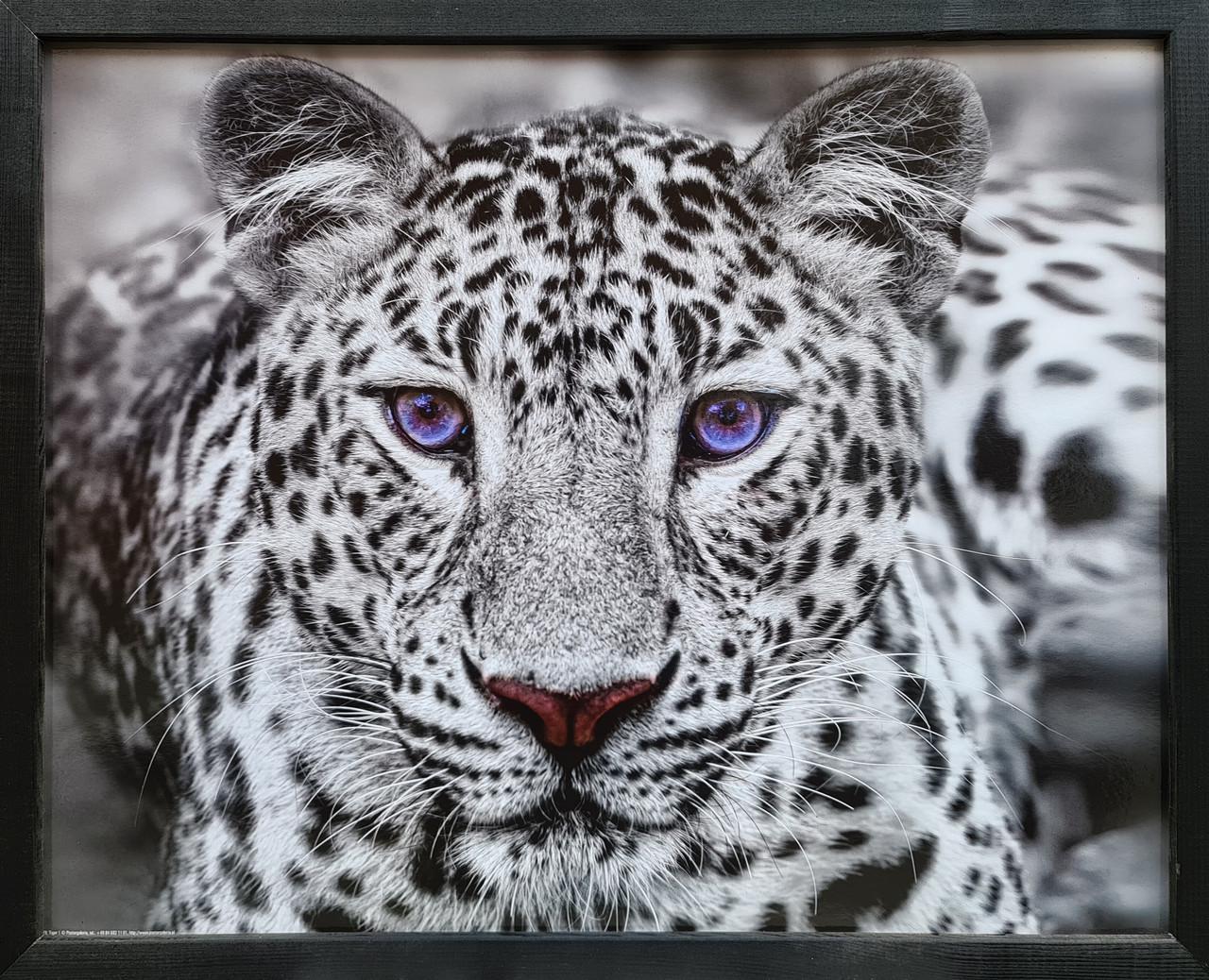 Фотокартина в деревянной раме Tiger 1 40х50 см (POS-4050-213)