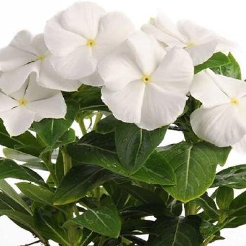 Семена цветов Катарантус розовый Victory Pure White Sakata 100 шт. (BN06578-3)