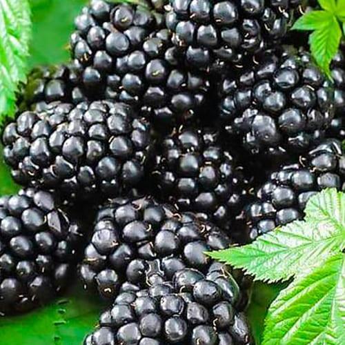 Саджанець Ожина чорна Попелюшка Cinderella преміальний дуже солодкий полівітамінний сорт (61712)