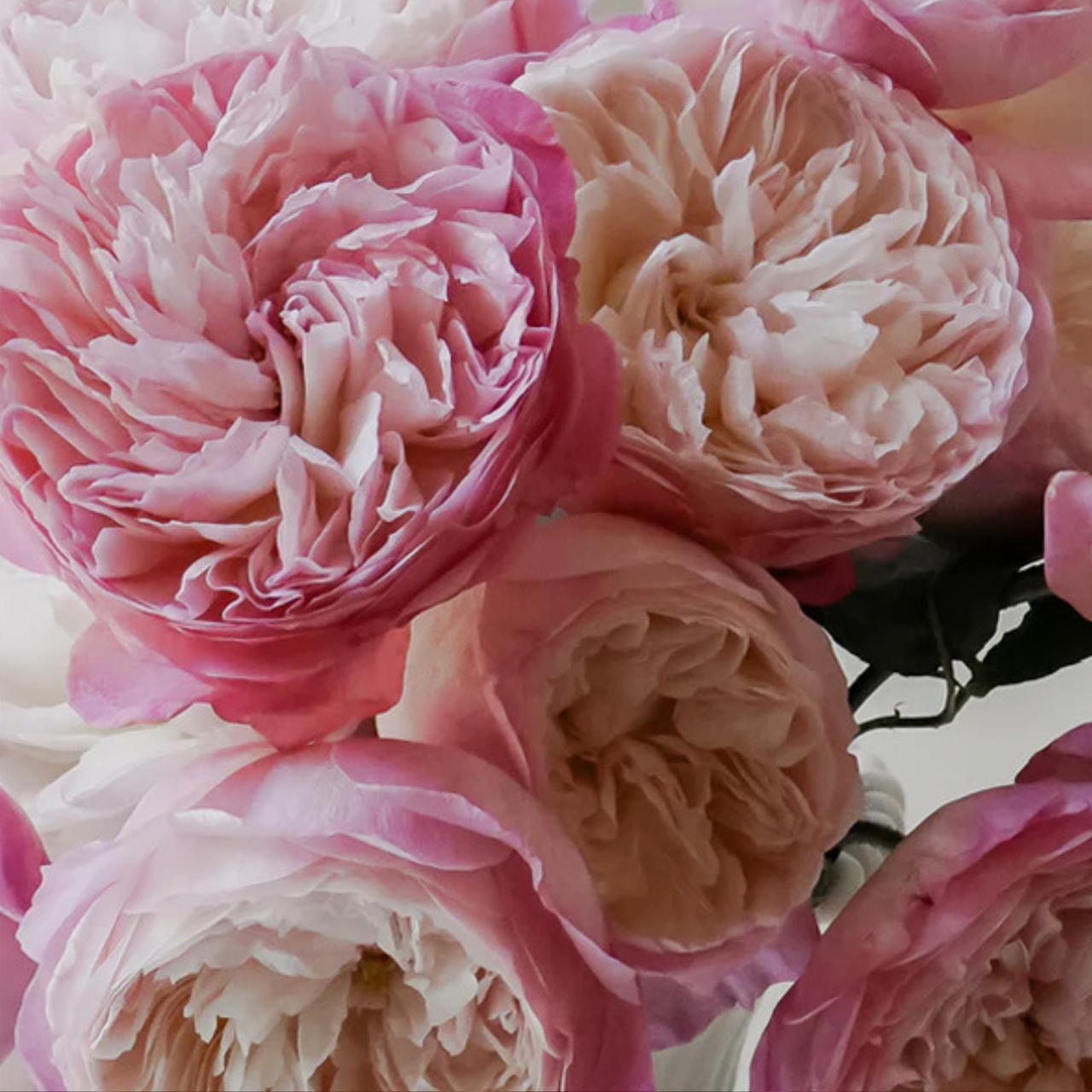 Роза английская Constancia (2669429215) Роза английская Constancia (2669429215)