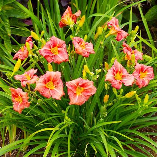 Лилейник Florium Dress Code (18226)