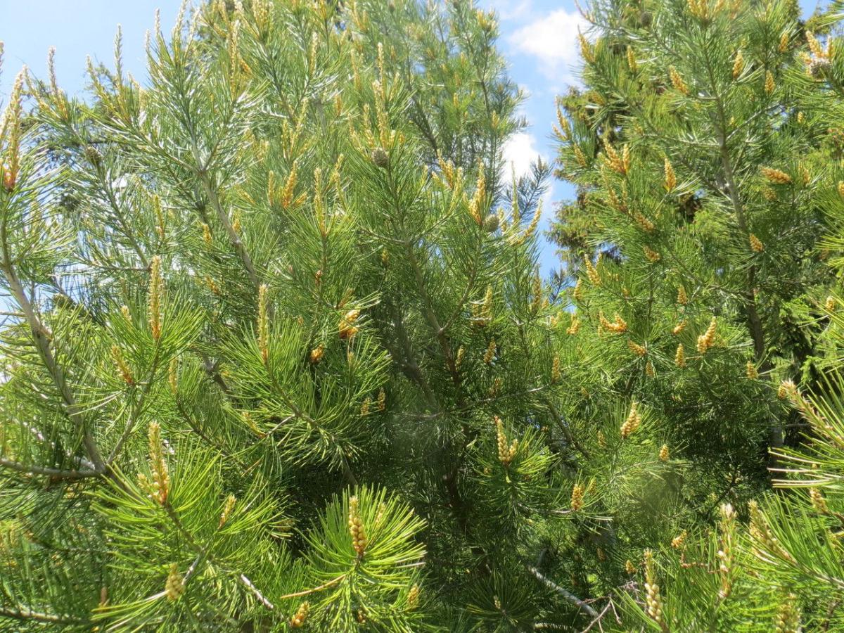 Семена Сосна Бунге Pinus bungeana белокорая кружевнокорая 10 шт. - фото 8