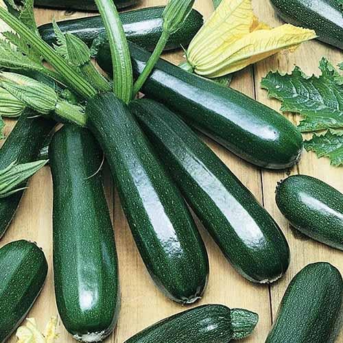 Семена Кабачок Florium Циганя (12208)