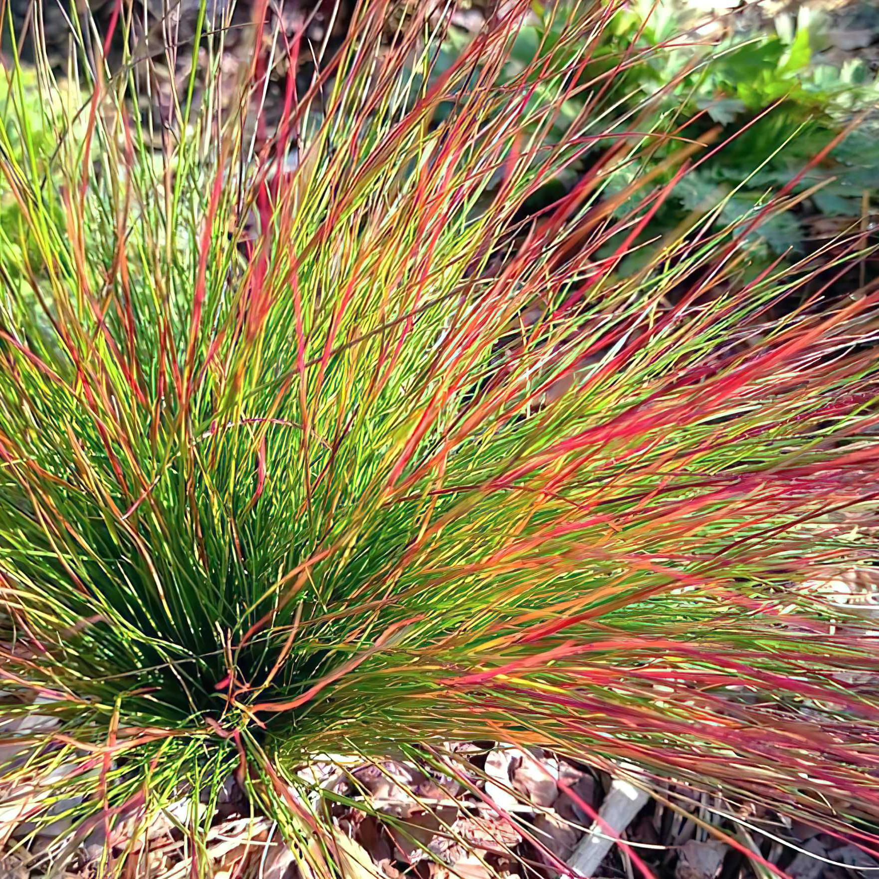 Саженцы Овсяница Готье краснолистая Sunrise Festuca Sunrise в горшке 0,5 л