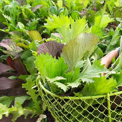 Семена Гірчиця Florium японська Салат Floriumна суміш (6238) - фото 2 Семена Гірчиця Florium японська Салат Floriumна суміш (6238) - фото 2