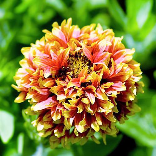 Насіння Гайлардія Сонячний танок Florium Насіння Гайлардія Сонячний танок Florium