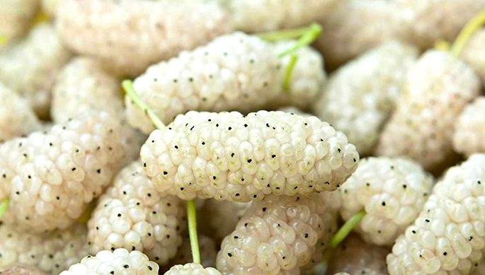Саженец Шелковица белая Morus alba 3 шт.