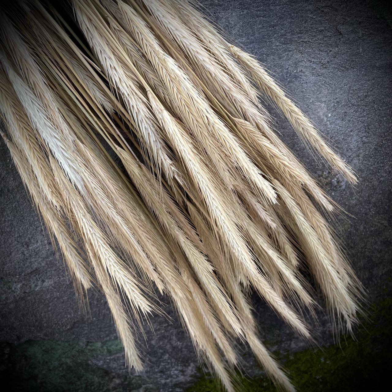 Отборочные колоски рожь сухоцветы натуральные 1000 шт. (2298240392) - фото 3 Отборочные колоски рожь сухоцветы натуральные 1000 шт. (2298240392) - фото 3