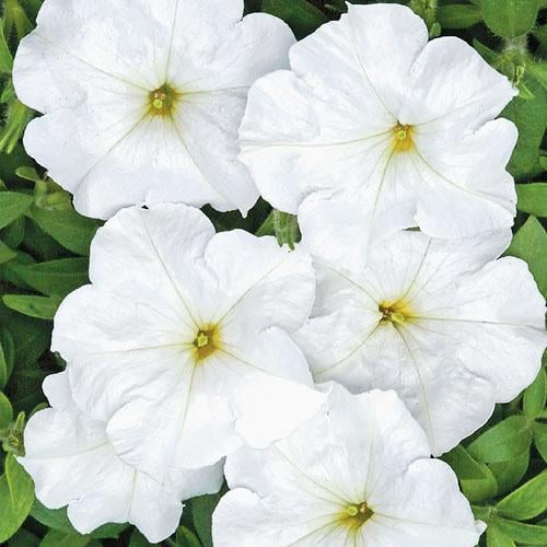 Семена Петуния Florium Анжелика F1 (6186)