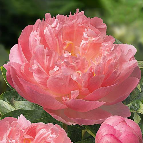 Пион Florium Pink Hawaiian Coral (3073)