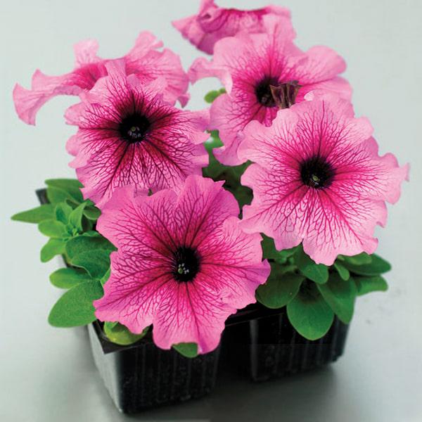 Семена Петуния грандифлора Tango F1 Plum ТД Гекса-Украина 02-01-326 500 шт. (IR003344)