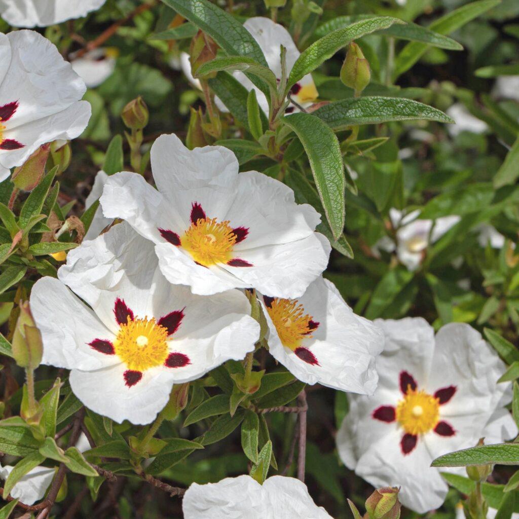 Семена Cistus ladanifer 10 шт. (2325173586)