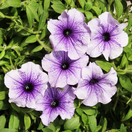 Семена Петуния Нора F1 Florium
