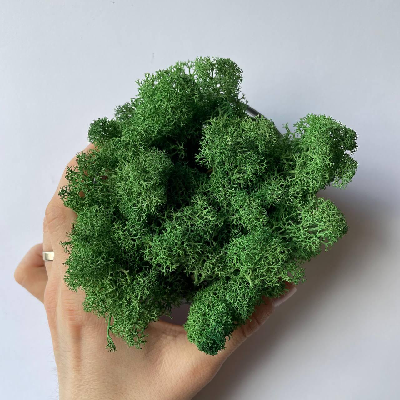 Мох стабілізований норвезький ягель 2 кг Темно-зелений (27321107) - фото 7