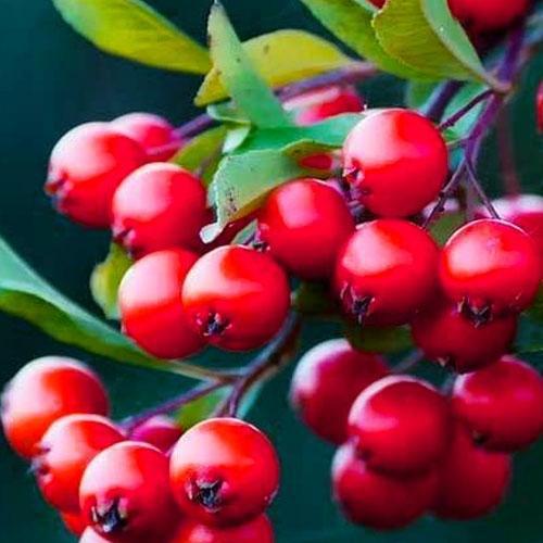 Сажанец Рябина Красная (24016)