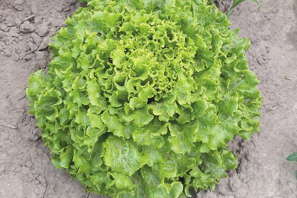 Насіння Салат Лолло Біондо Локарно ТД Гекса-Україна 01-26-026 5000 шт. (IR02026)