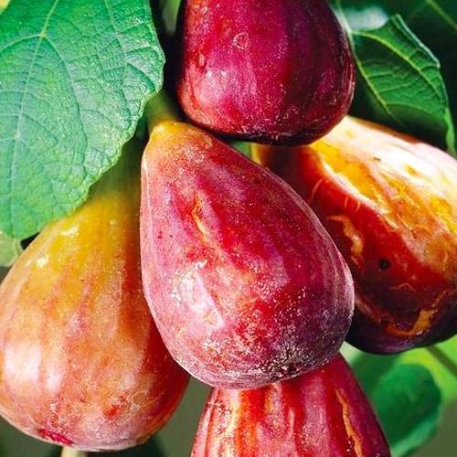 Саджанець Інжир карликовий Little Miss Figgy солодкий високоврожайний ранній сорт (61744)