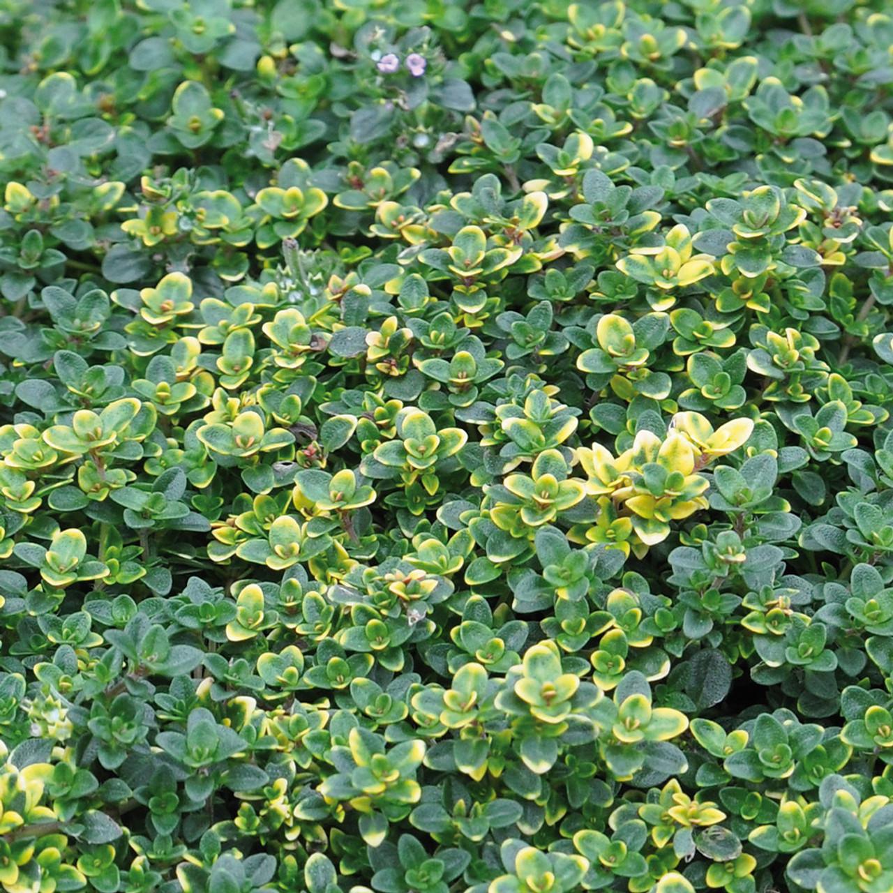 Саженец Тимьян лимонный Замбези Thymus citriodorus Sambesi 1 шт.