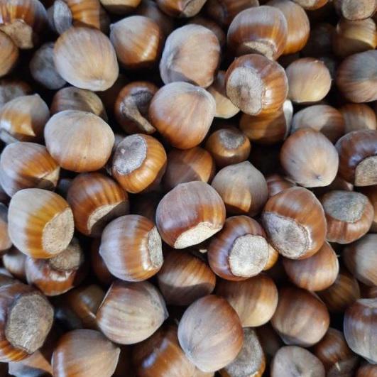 Горіх фундук Каталонський неочищений (29182208)