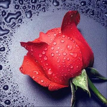 Алмазная мозаика ColorArt Красная роза 30х30 см (TT602)