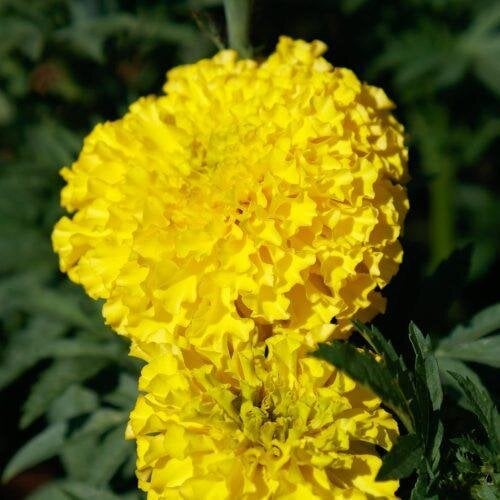 Семена цветов Sakata Бархатцы прямостоячие COCO F1 50 шт. Yellow (BN13147-3)