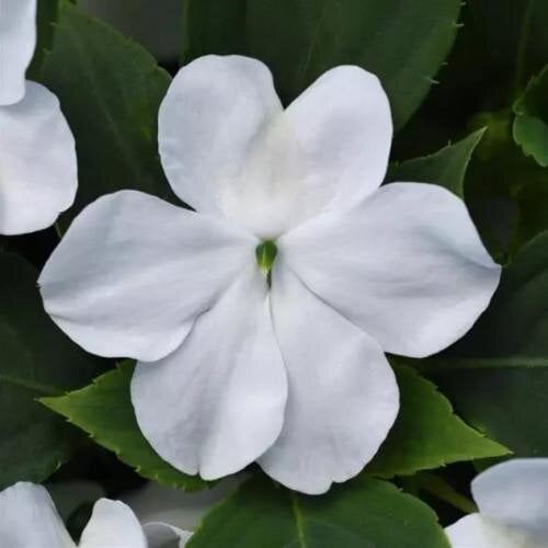 Семена цветов Бальзамин Beacon F1 White PanAmerican 25 шт. (BN10065-4)