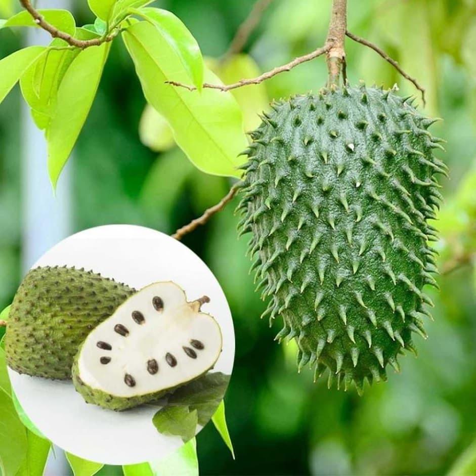 Сметанное яблоко гуанабана Annona muricata семена 5 шт. - фото 6