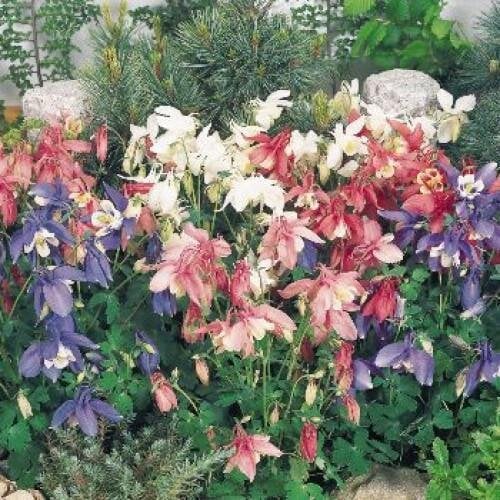 Семена цветов Аквилегия гибридная Spring Magic Mix Benary 500 шт. (BN04053)