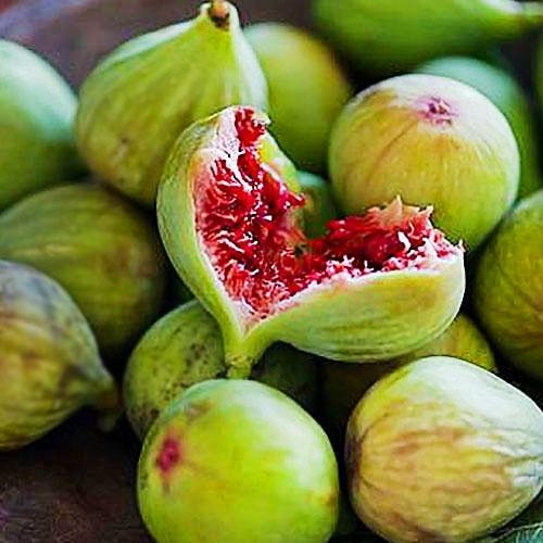 Саджанець Інжир Медовий (40080)