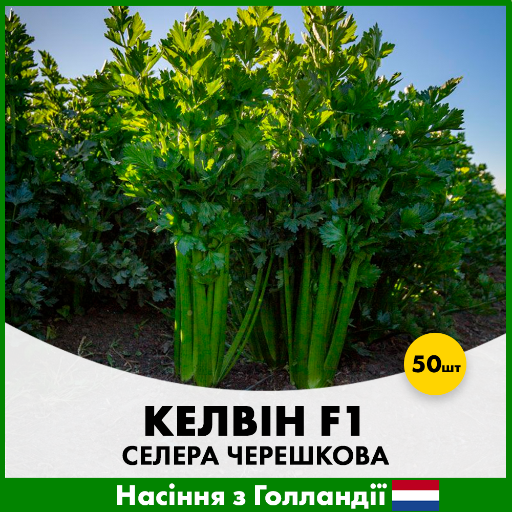 Семена сельдерея черешковая Rijk Zwaan Келвин F1 50 шт. (R50129)