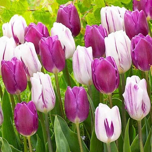 Тюльпан Florium Flaming Flag 10 шт. (18529)