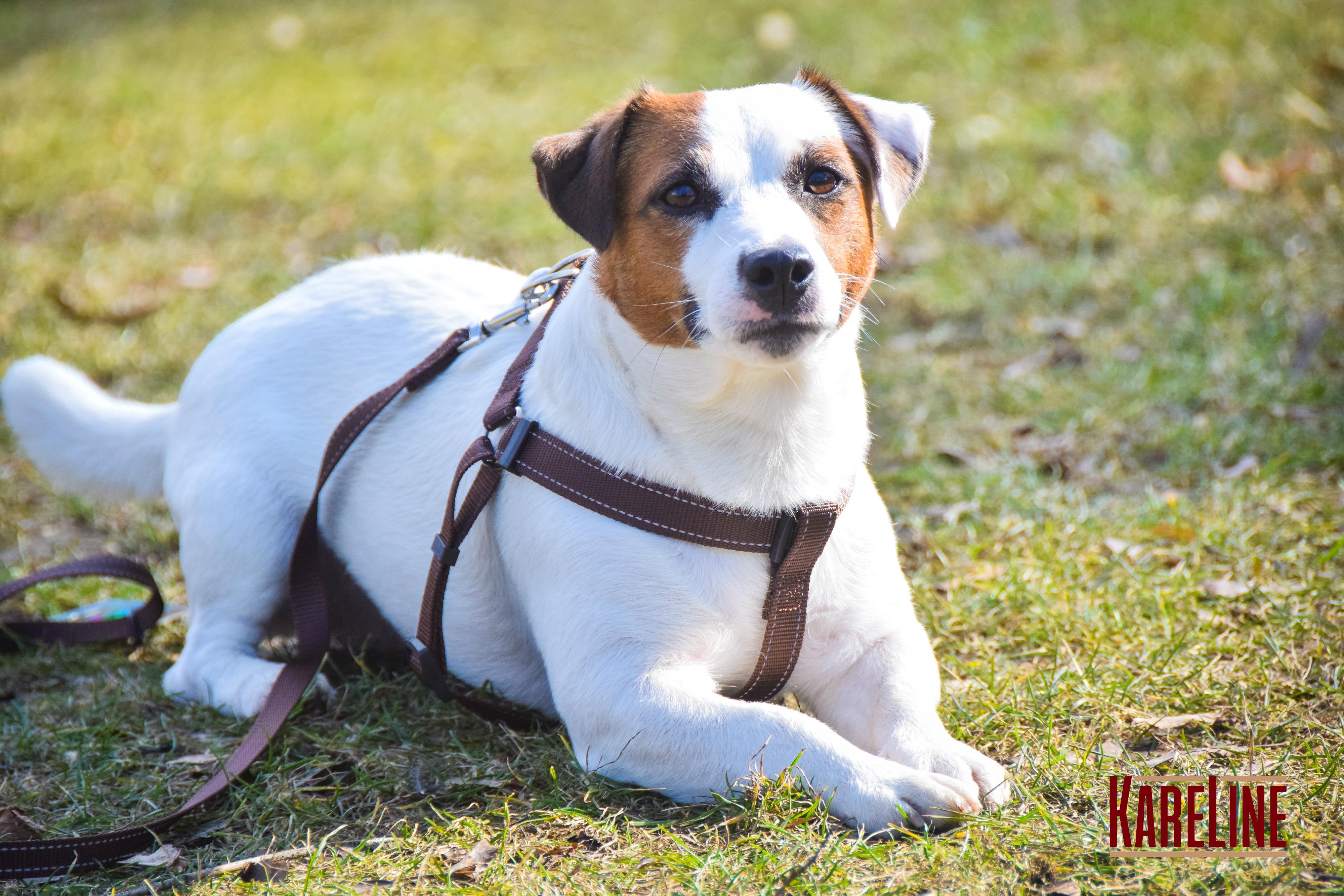 Шлея KareLine из нейлона с пластиковой пряжкой 10 мм А:240-300 мм В:260-400 мм Коричневый (0861/2) - фото 4 Шлея KareLine из нейлона с пластиковой пряжкой 10 мм А:240-300 мм В:260-400 мм Коричневый (0861/2) - фото 4