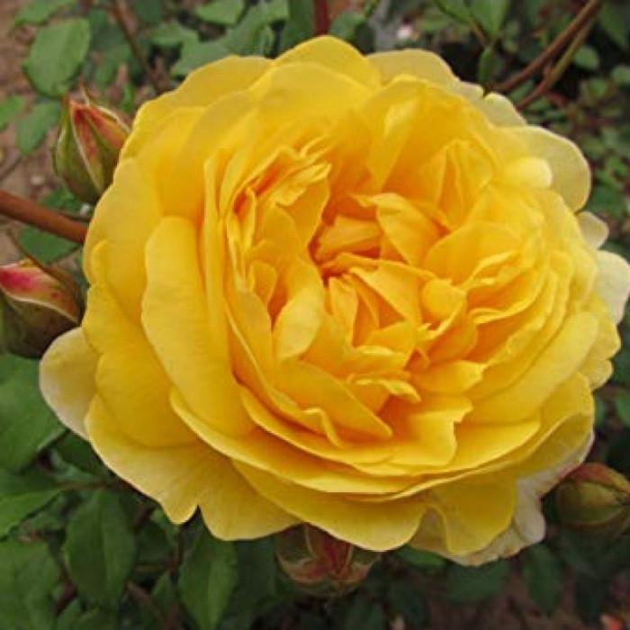 Роза английская Velet The Poet`s Wife в контейнере (2669429411)