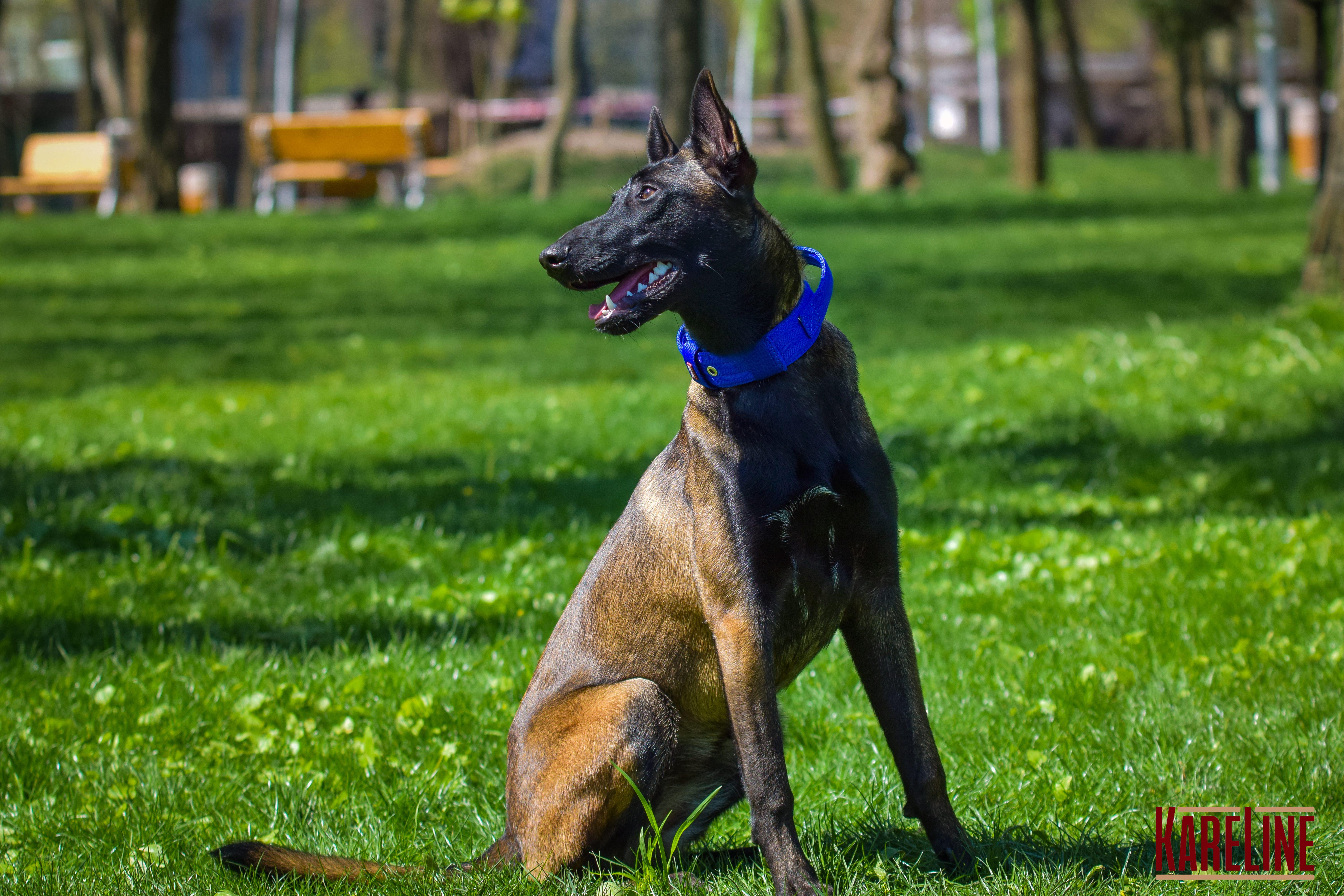 Ошейник KareLine усиленный нейлоновый с ручкой 48 мм 550-640 мм Синий (0988/7) - фото 4