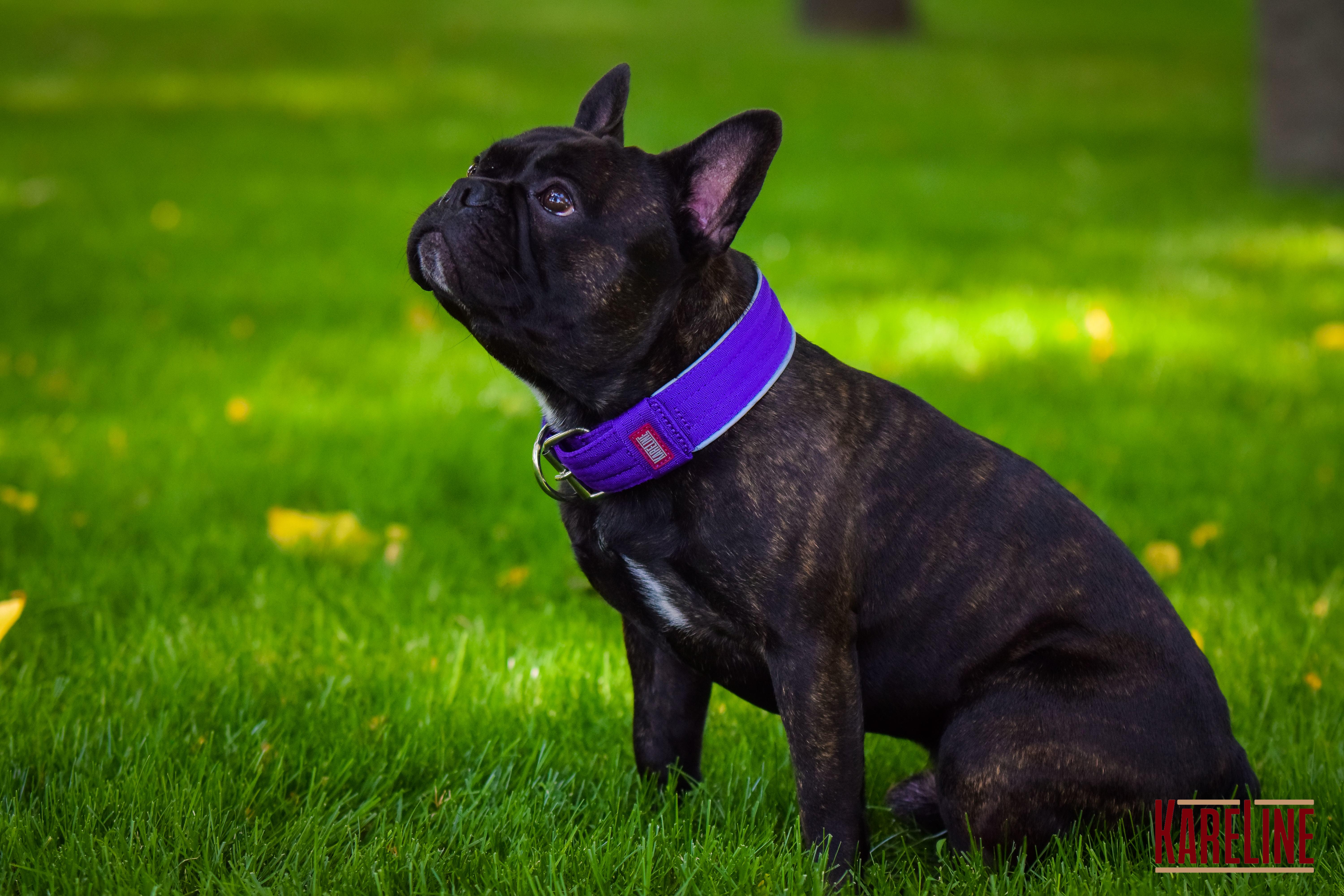 Ошейник KareLine усиленный нейлоновый со светоотражающим кантом 25 мм 380-460 мм мм Фиолетовый (0950/9) - фото 4