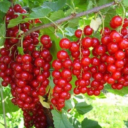 Саджанець смородини червоної Львівська — рання зимостійка (644544054) - фото 2