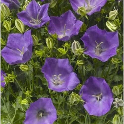Насіння квітів Дзвіночок карпатський Pristar Deep Blue Syngenta 25-35 см Syngenta 100 шт. (BN12414-3)