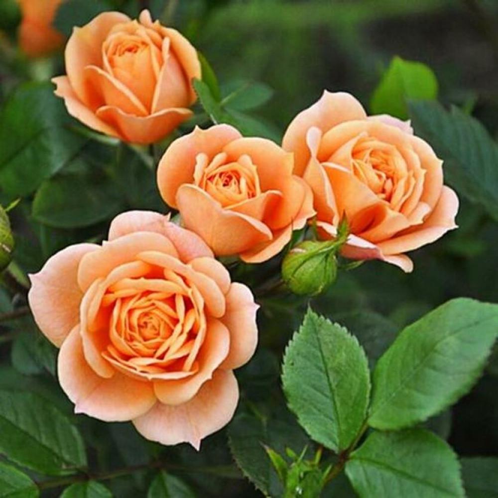 Роза Apricot Clementine Бордюрная в контейнере (2669431462) - фото 2 Роза Apricot Clementine Бордюрная в контейнере (2669431462) - фото 2