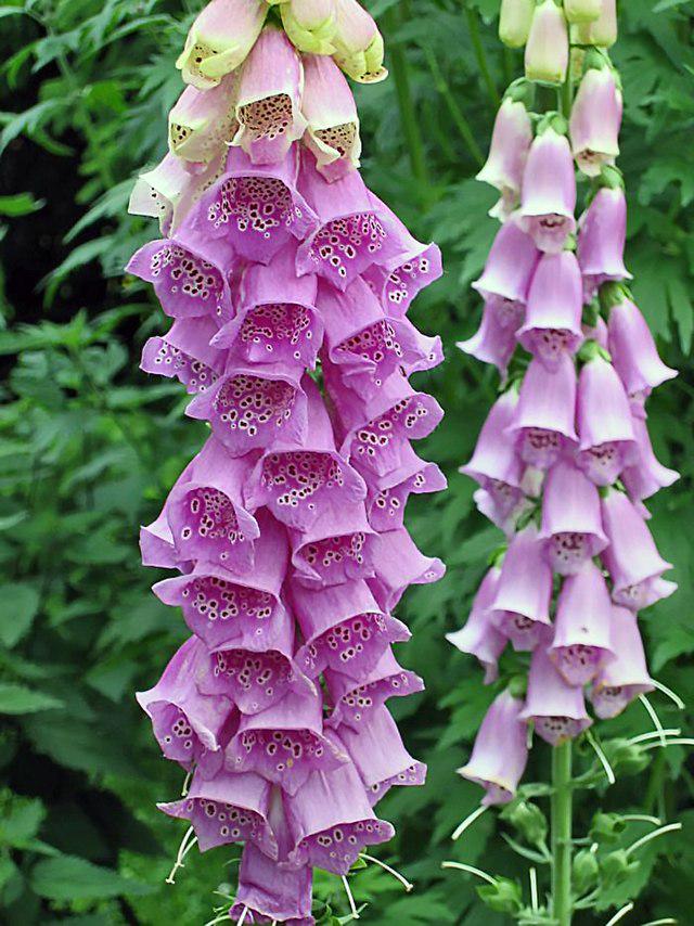 Насіння Digitalis purpurea Наперстянки пурпурова 1 чайна ложка (10040)