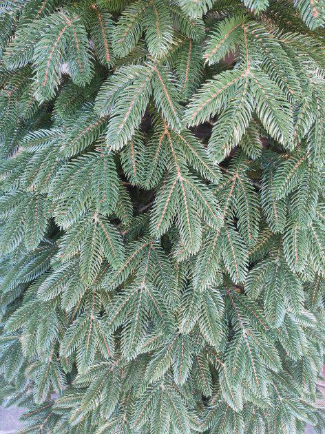 Ялинка лита Швейцарська штучна зелена 150 см з підставкою в коробці (26313373) - фото 5