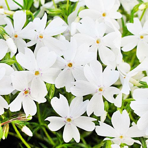 Флокс Florium White Delight (7023)