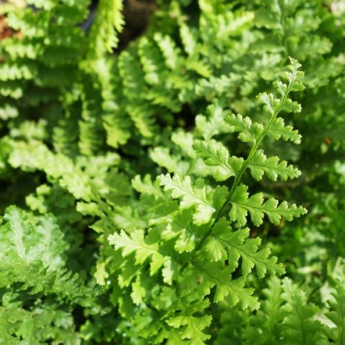 Дриоптерис Florium Austriaca (18143)